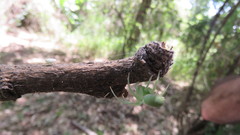 Araneus uniformis
