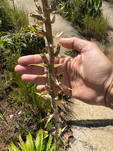 Dyckia lunaris, photograph 5