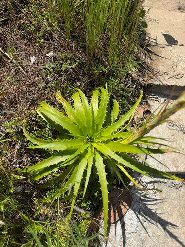 Dyckia lunaris