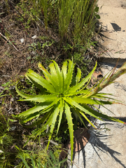 (c) André Ambrozio, some rights reserved (CC BY) Dyckia lunaris, photograph (c) André Ambrozio, some rights reserved (CC BY)