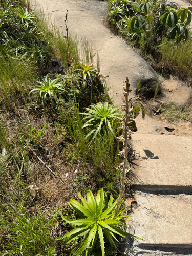 Dyckia lunaris, photograph 2
