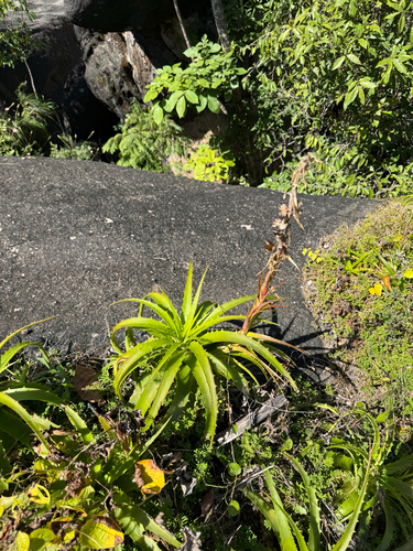 Dyckia lunaris, photograph 4