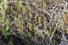 Proserpinaca pectinata