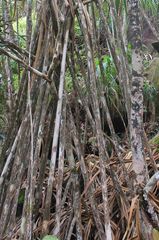 Pandanus sechellarum