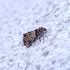 Cobubatha dividua