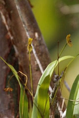 Maxillaria lineolata