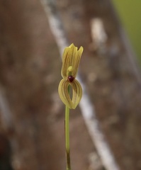 Maxillaria lineolata