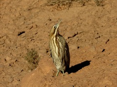 Botaurus stellaris
