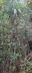 Pandanus sechellarum