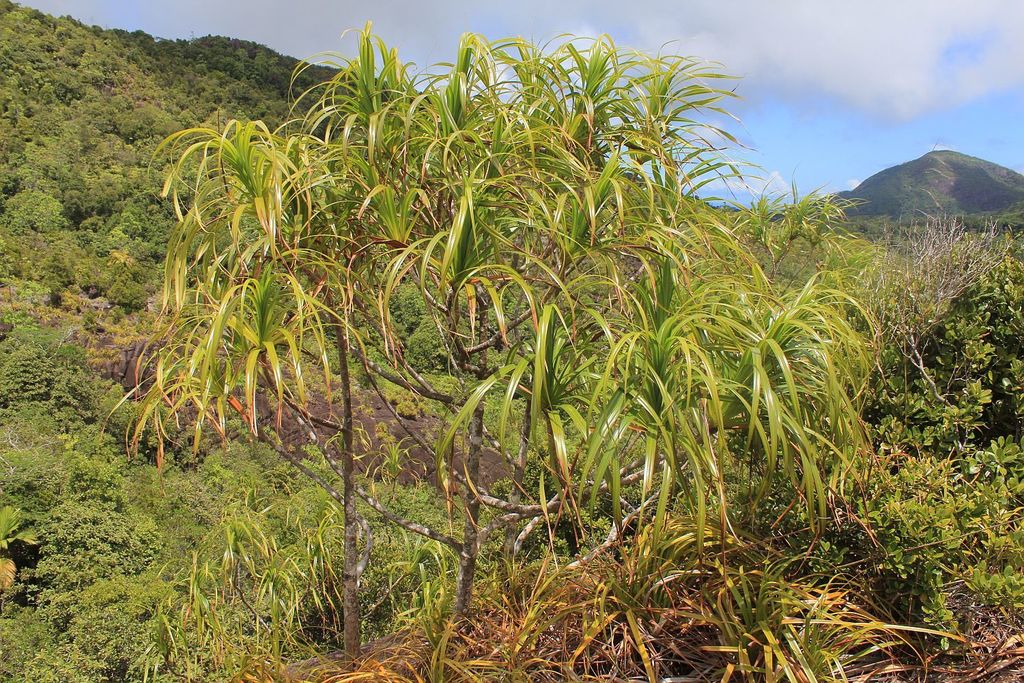 Pandanus multispicatus