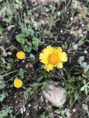 Amblyolepis setigera