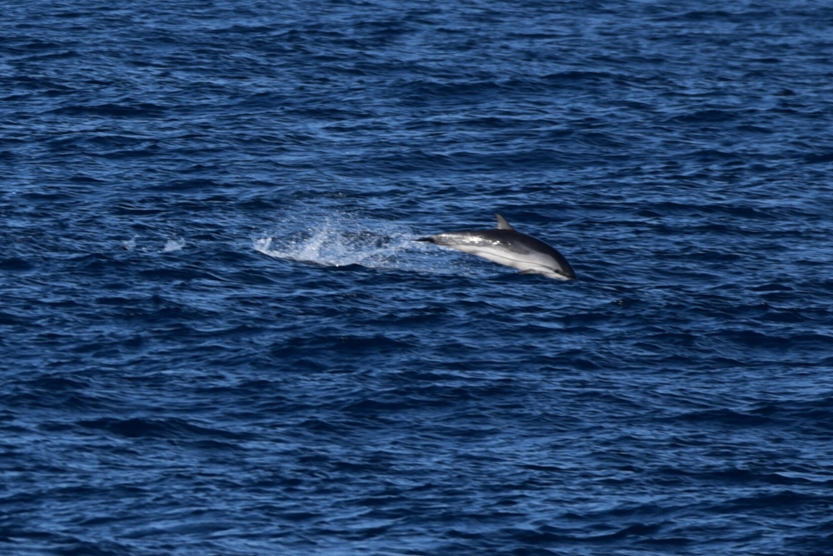 Stenella coeruleoalba