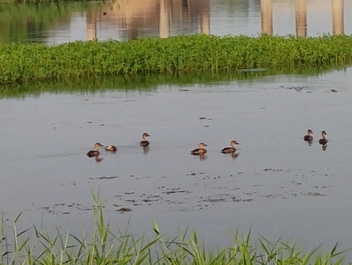Lesser Whistling-Duck
