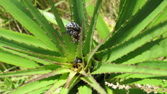 Heilipodus erythropus