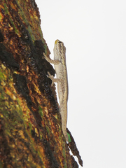 Lygodactylus picturatus
