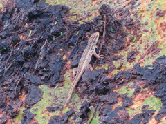 Lygodactylus picturatus