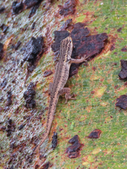 Lygodactylus picturatus