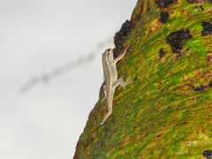 Lygodactylus picturatus