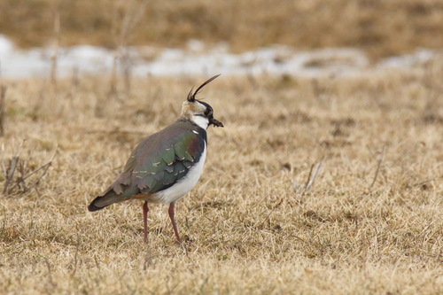 Avefría europea (Vanellus vanellus)