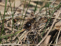 Tachina ursina