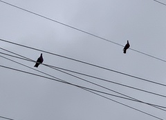 Patagioenas