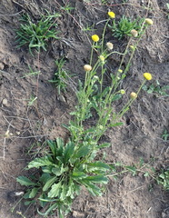 Nidorella podocephala
