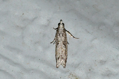Catastega timidella