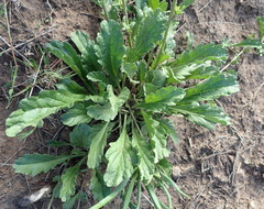 Nidorella podocephala