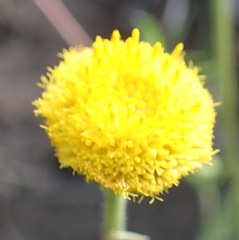 Nidorella podocephala