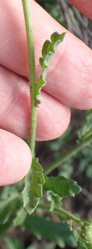 Image of Nidorella podocephala by (c) Nicola van Berkel, some rights reserved (CC BY-SA)
