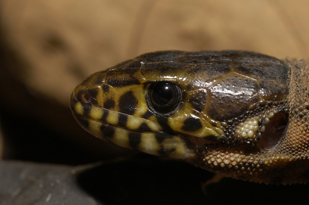 Yellowspotted Night Lizard (Reptiles of Costa Rica's Southern Caribbean Lowlands) · iNaturalist