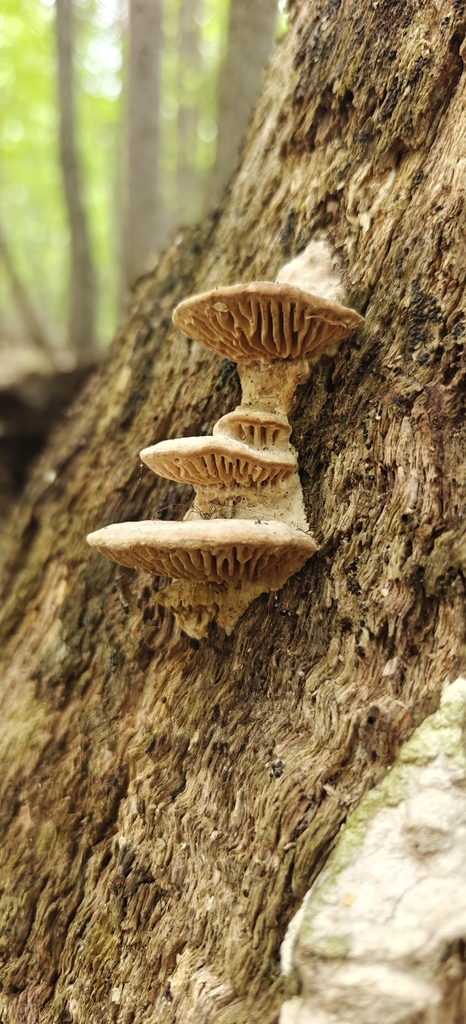 Fomitopsis quercina · April 2026 · photo: © markjones6 (iNaturalist, cc0)