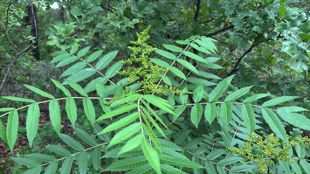 smooth sumac from N Bowman Springs Rd, Arlington, TX, US on April 25 ...