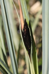 Carex riparia