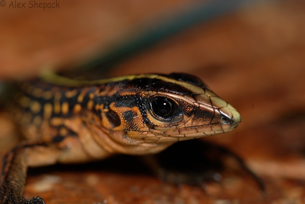 Middle American Ameiva (Reptiles Of Costa Rica's Southern Caribbean ...