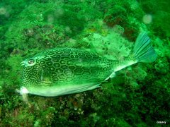 Acanthostracion polygonium