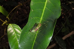 Sphrageidus virguncula