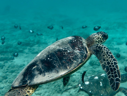 Chelonia mydas