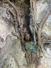 Cornu aspersum