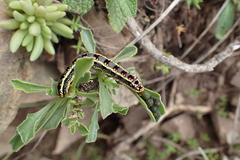 Cucullia inaequalis