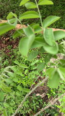 Styphnolobium affine