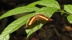 Yoma sabina podium