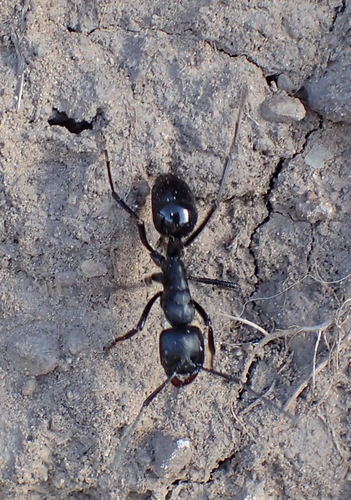 南非粗颚猛蚁Streblognathus aethiopicus