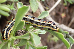 Cucullia inaequalis