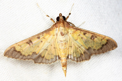 Ategumia ebulealis