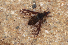 Conophorus fenestratus