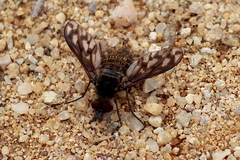 Conophorus fenestratus