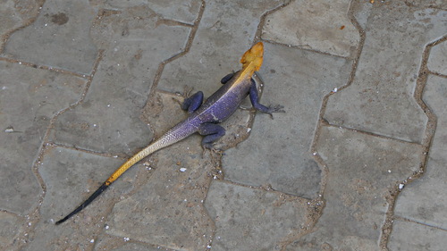 Peters's Rock Agama