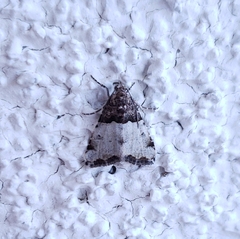 Cobubatha dividua