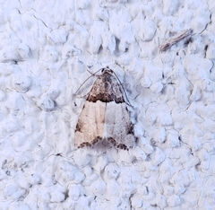 Cobubatha dividua